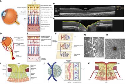 Optical coherence tomography and optical coherence tomography angiography: essential tools for detecting glaucoma and disease progression